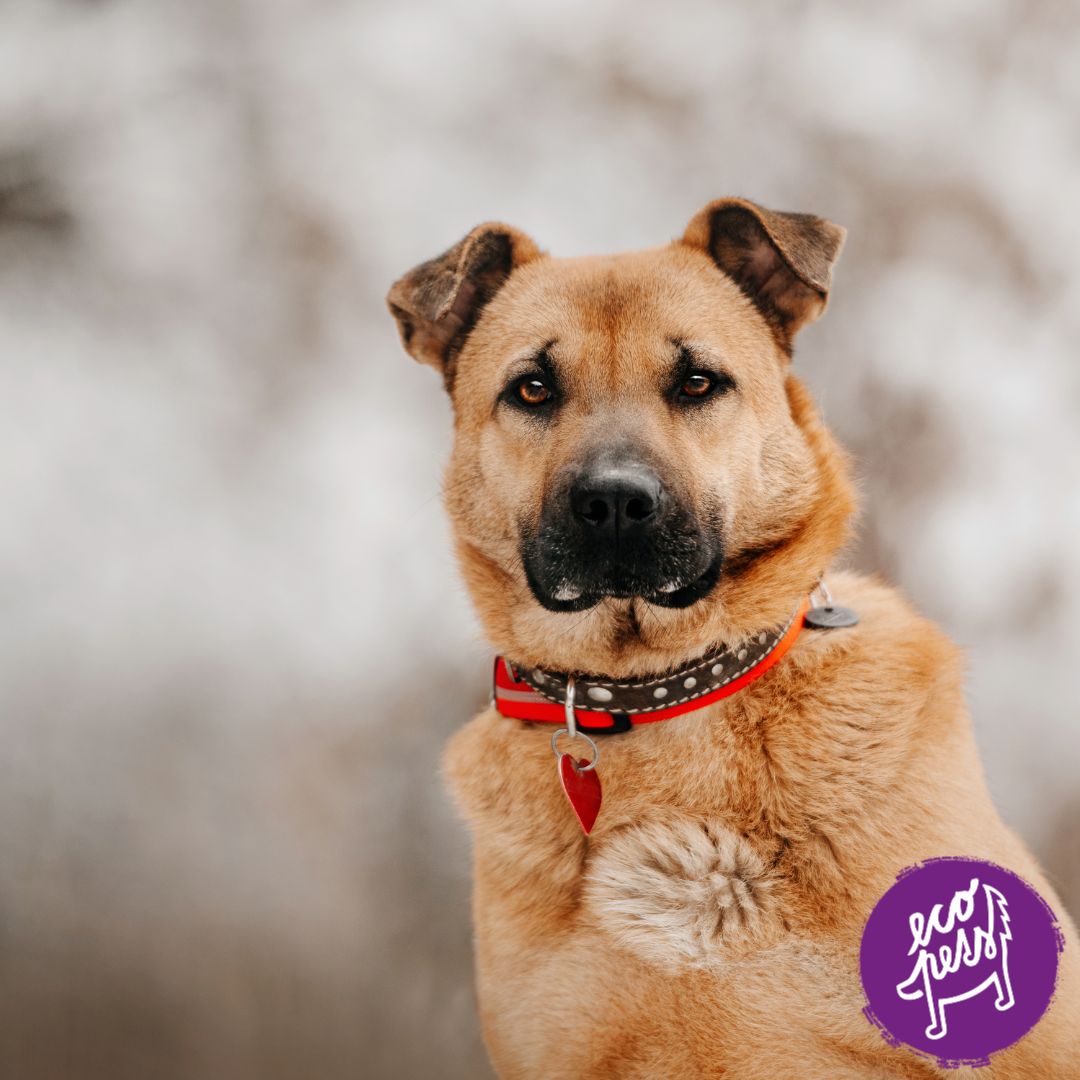 Proč je výběr jména pro psa důležitější, než se zdá